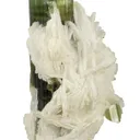 Tourmaline on Cleavelandite - image 2
