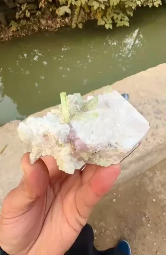 specimen video