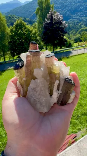 specimen video