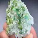 specimen video