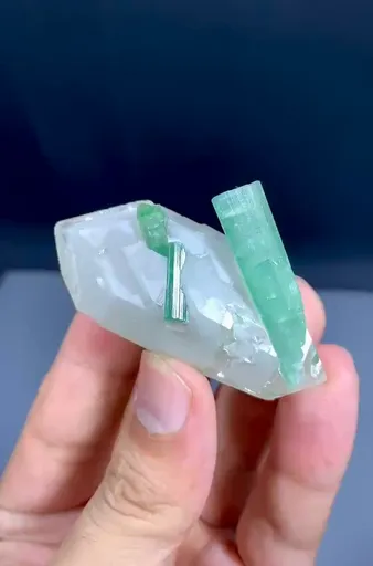 specimen video