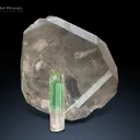 Tourmaline on Quartz from Paprok Afghanistan - image 2