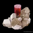 Tourmaline on Quartz with Albite - image 5