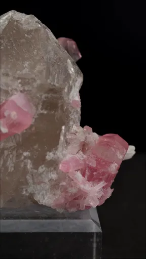 specimen video