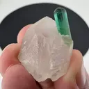 specimen video