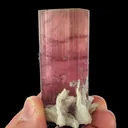 Tourmaline var. Rubellite with Albite and Lepidolite - image 3