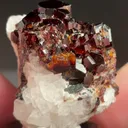 specimen video