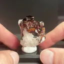 specimen video