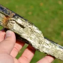 Tourmaline var: Verdelite 248 grams - Sahatany Valley, Ibity, Vakinankaratra, Madagascar - image 8