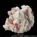 Tourmaline with Cleavelandite - image 1