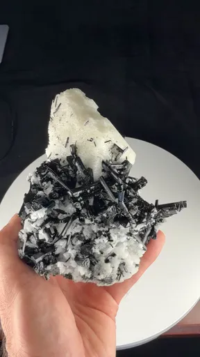 specimen video