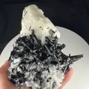specimen video