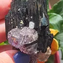 specimen video