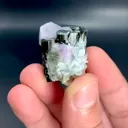 specimen video