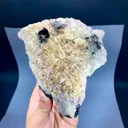 specimen video
