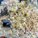 Tourmaline with Quartz from Pakistan - image 4