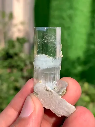specimen video