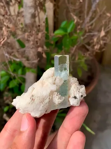 specimen video
