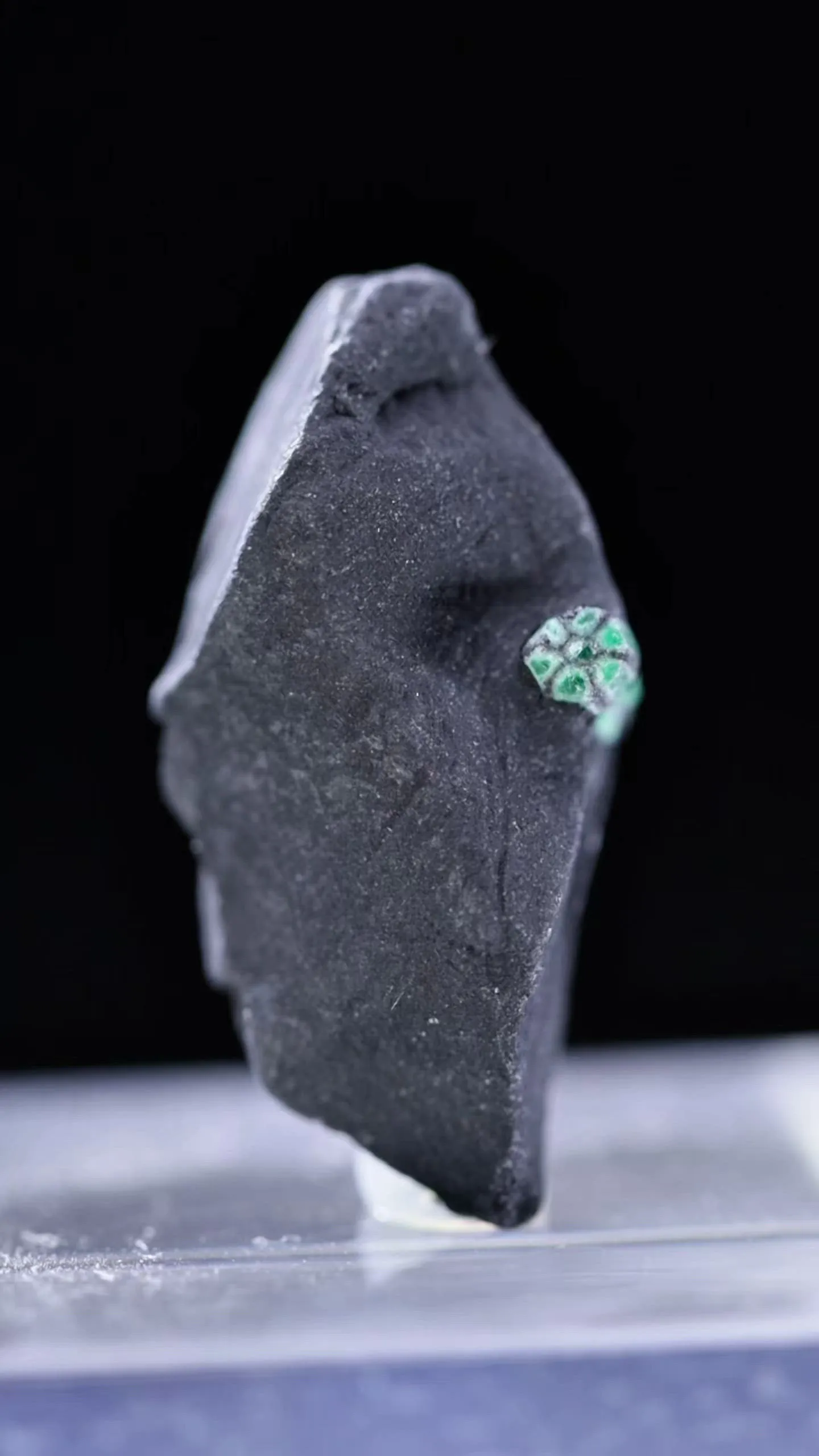 specimen video
