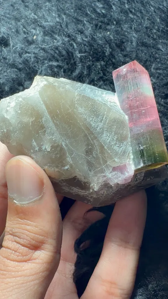 specimen video