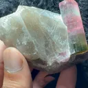 specimen video