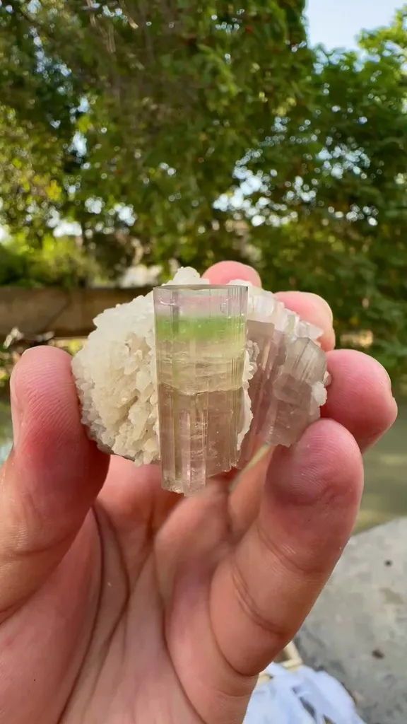 specimen video