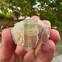 specimen video