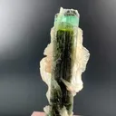 specimen video