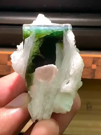 specimen video