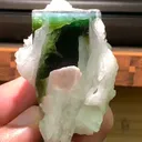 specimen video