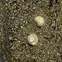 Tsaregorodtsevite - image 2