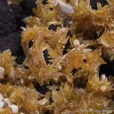 Tsumcorite and Wulfenite - image 3