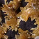 Tsumcorite and Wulfenite - image 6