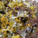 Tsumcorite on Quartz - image 2