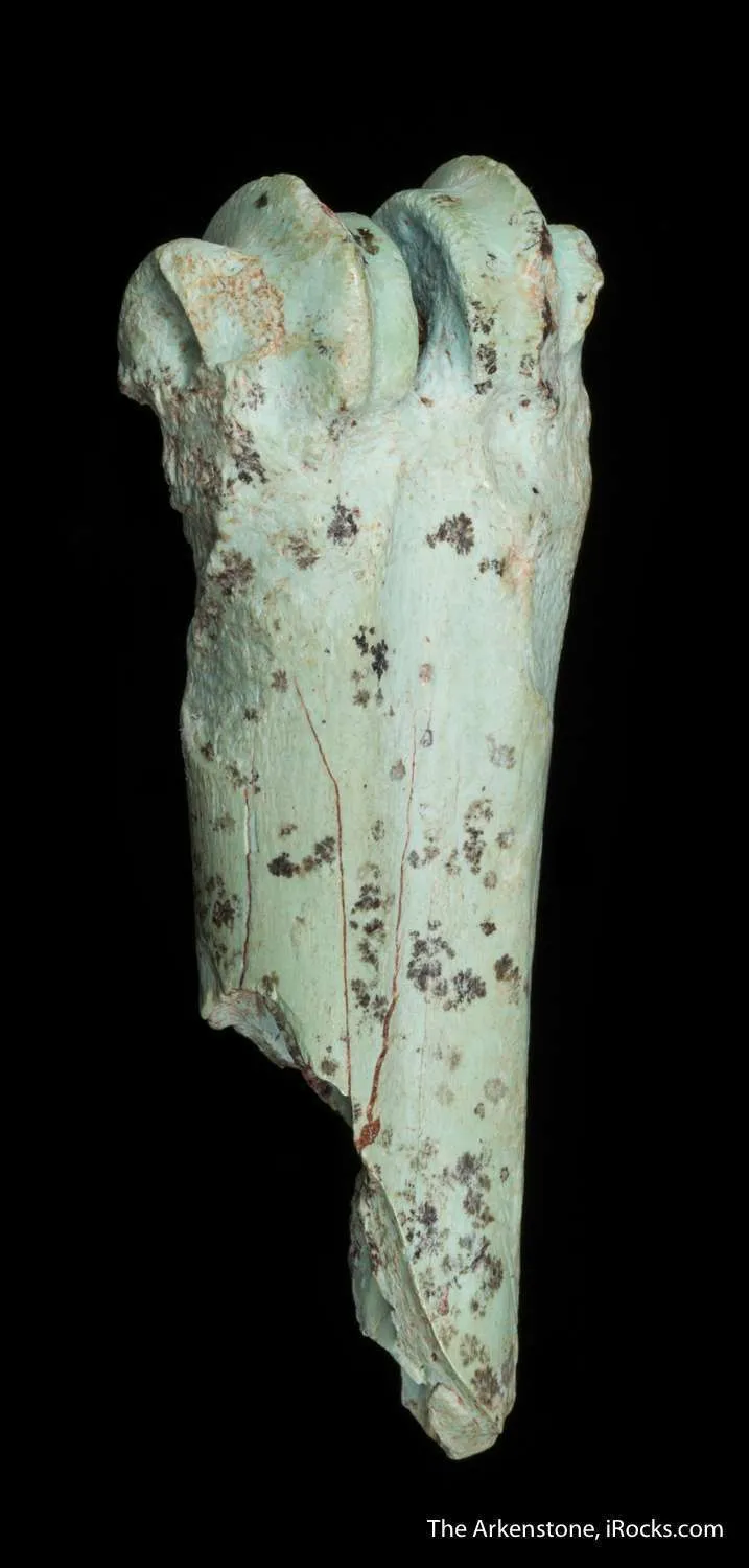 Turquoise after bone (odontolite) - image 3