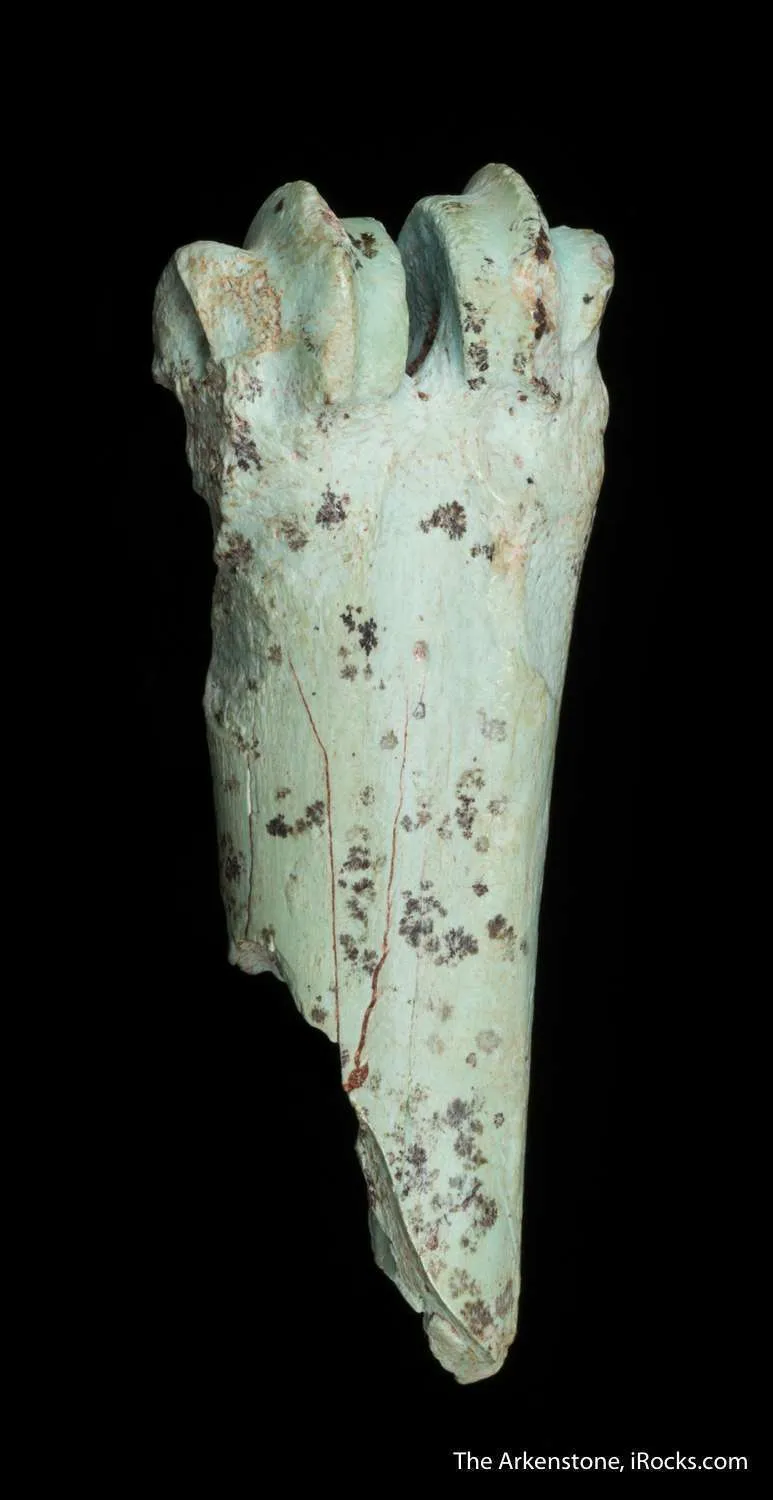 Turquoise after bone (odontolite) - image 2