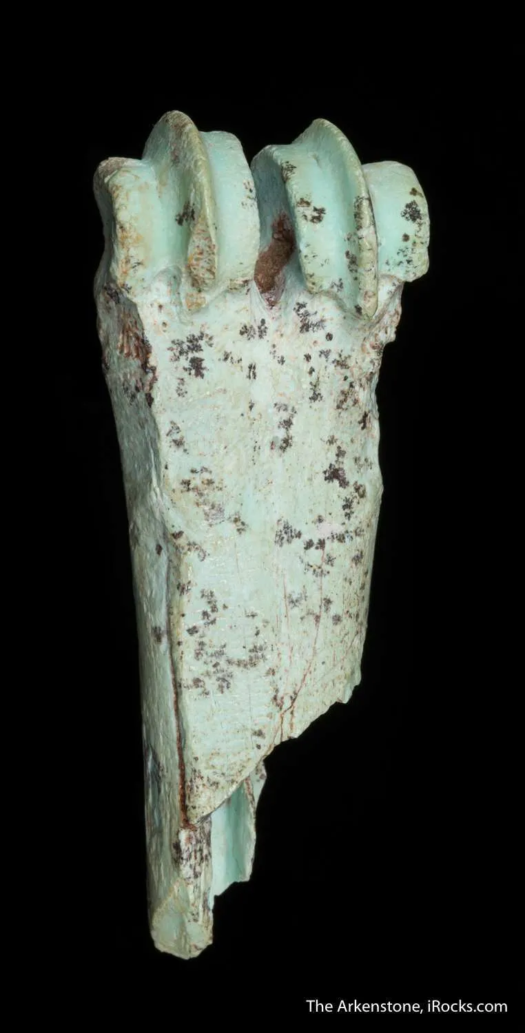 Turquoise after bone (odontolite) - image 6