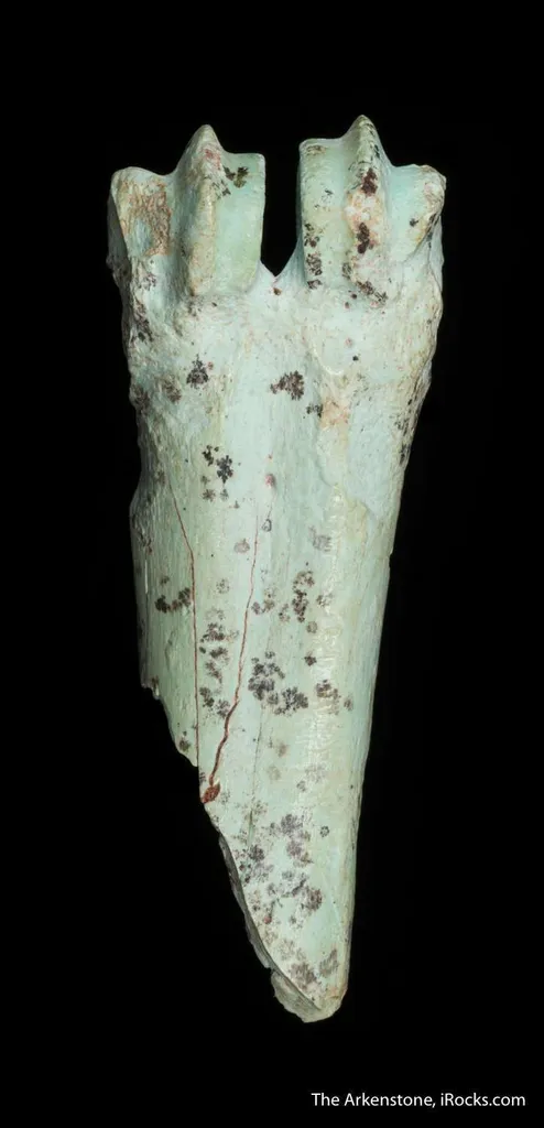 Turquoise after bone (odontolite) image