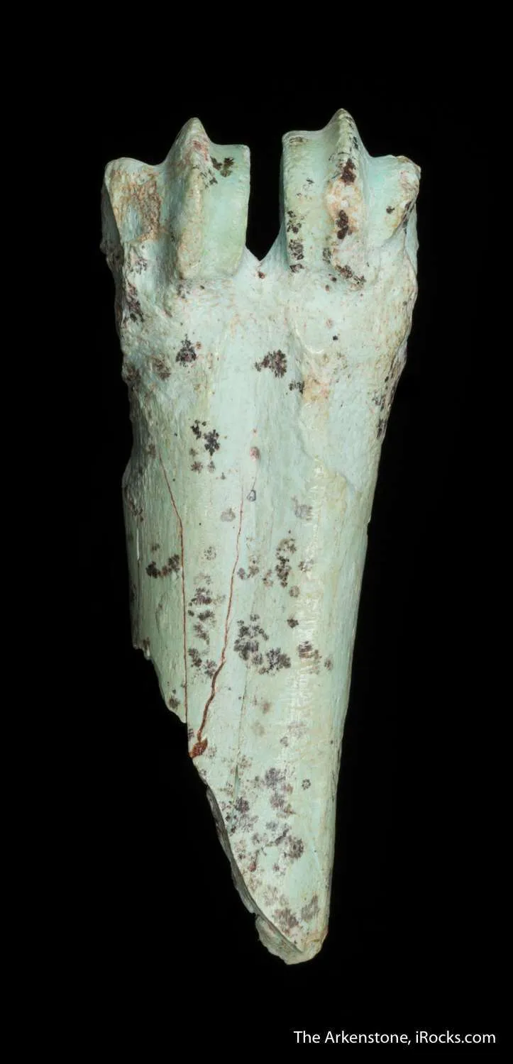 Turquoise after bone (odontolite) - image 1