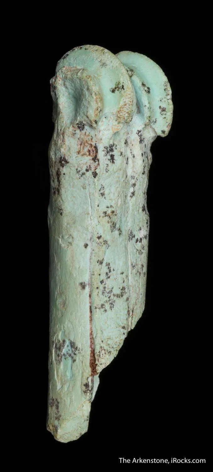 Turquoise after bone (odontolite) - image 5