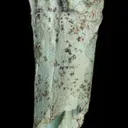 Turquoise after bone (odontolite) - image 8