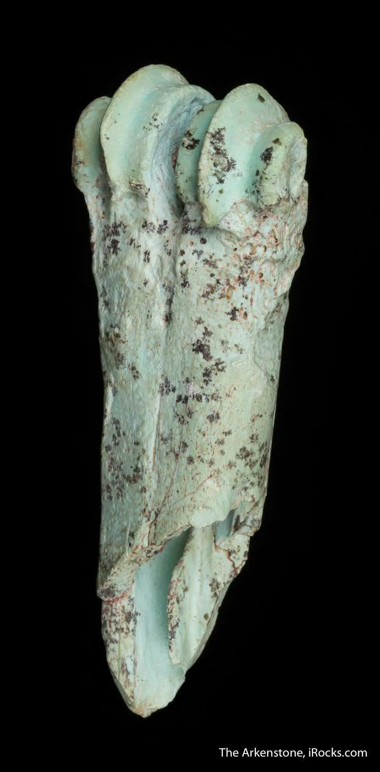 Turquoise after bone (odontolite) - image 8