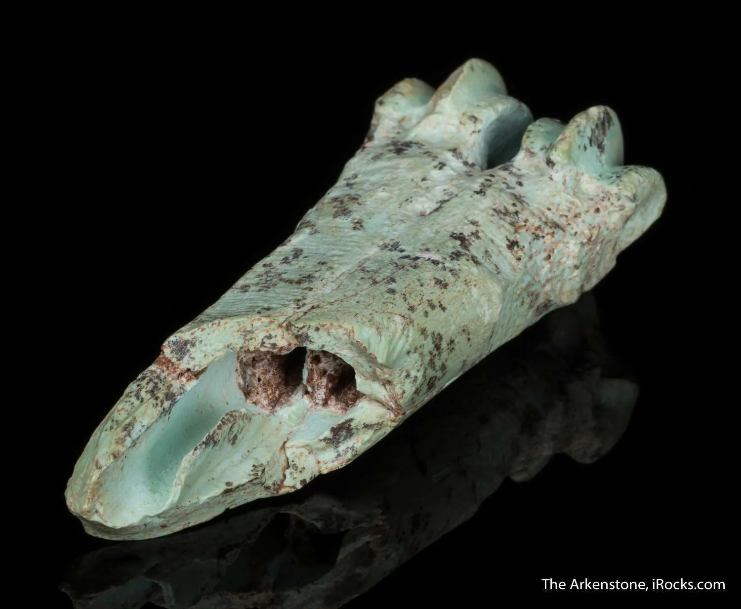 Turquoise after bone (odontolite) - image 10