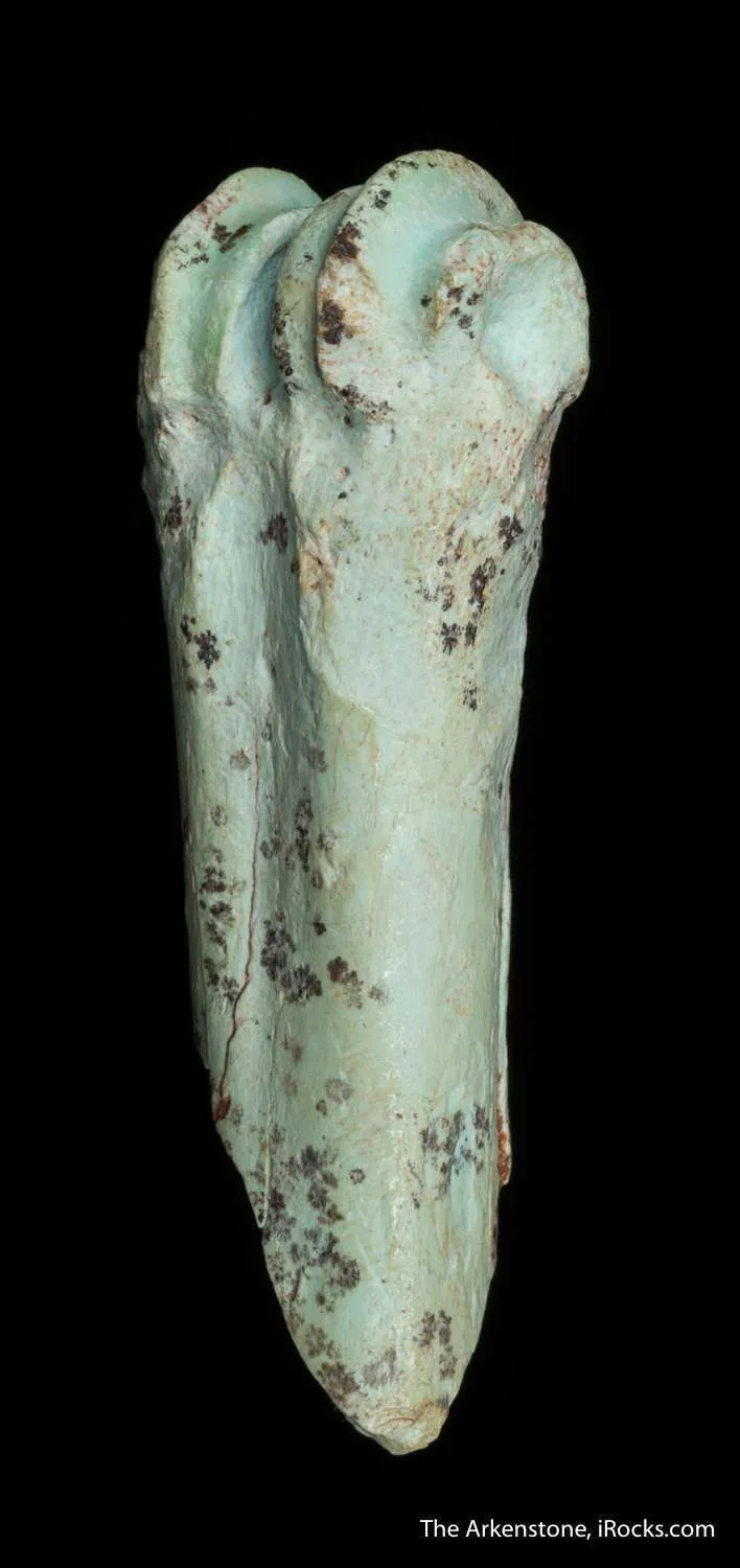 Turquoise after bone (odontolite) - image 4