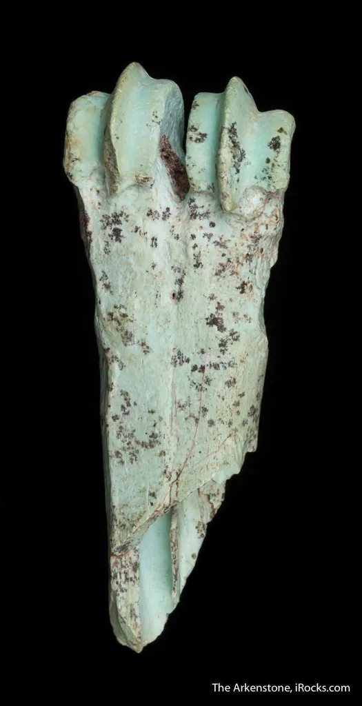 Turquoise after bone (odontolite) - image 7