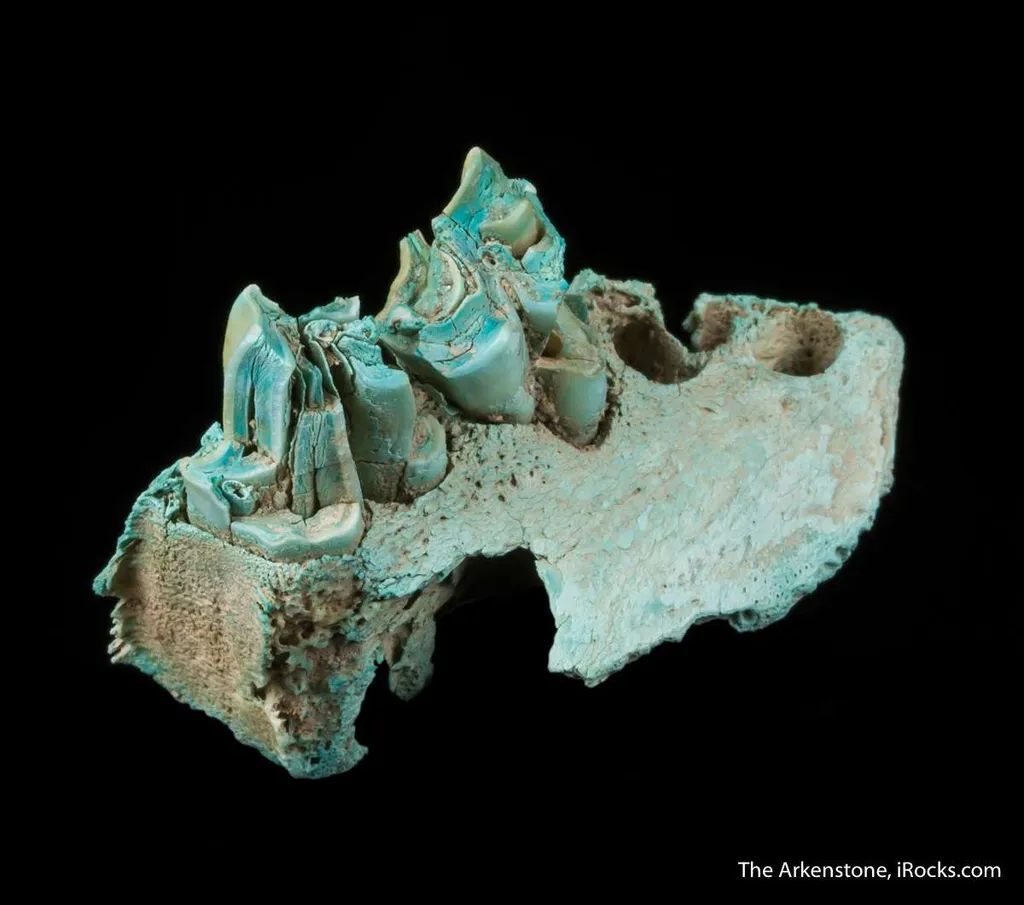 Turquoise ps. after Bone (Odontolite) - image 4