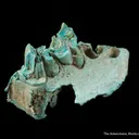 Turquoise ps. after Bone (Odontolite) - image 4