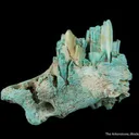 Turquoise ps. after Bone (Odontolite) - image 1