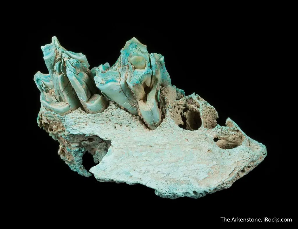 Turquoise ps. after Bone (Odontolite) - image 5