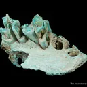 Turquoise ps. after Bone (Odontolite) - image 5